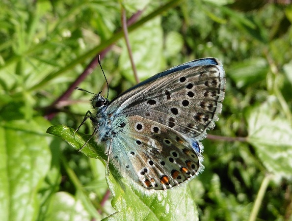 Licena da ID - Polyommatus (Lysandra) bellargus